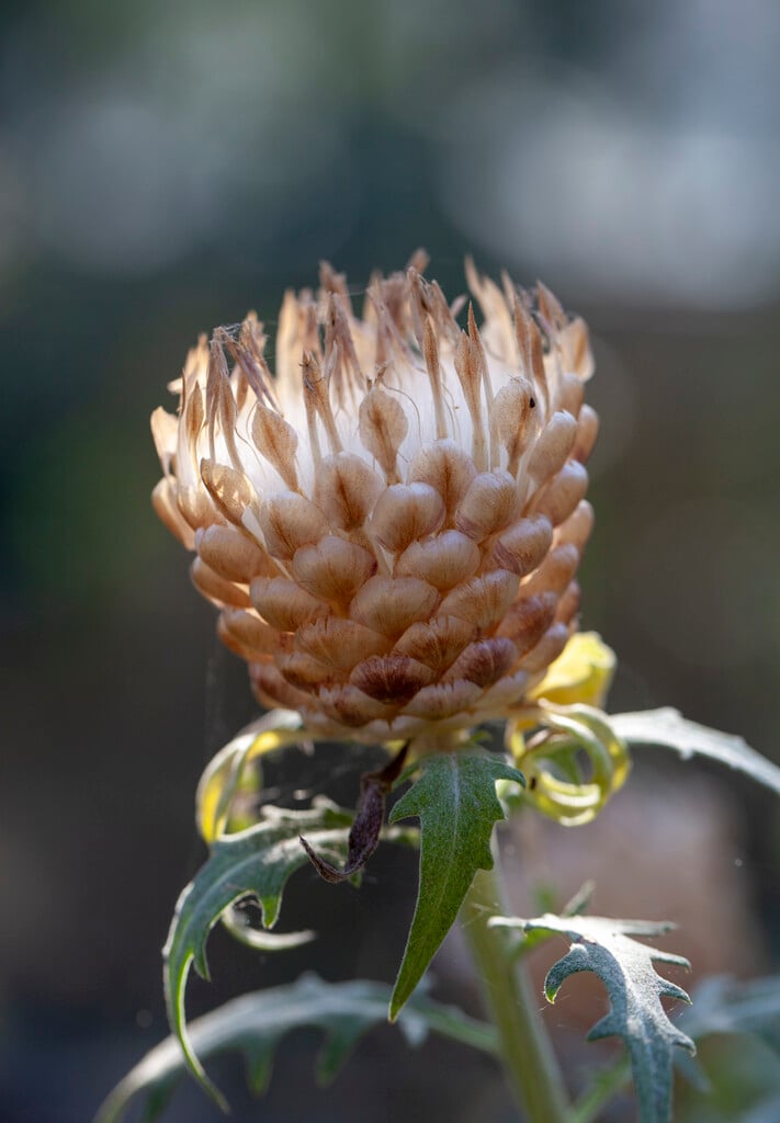 <i>Rhaponticum</i> <i>carthamoides</i>