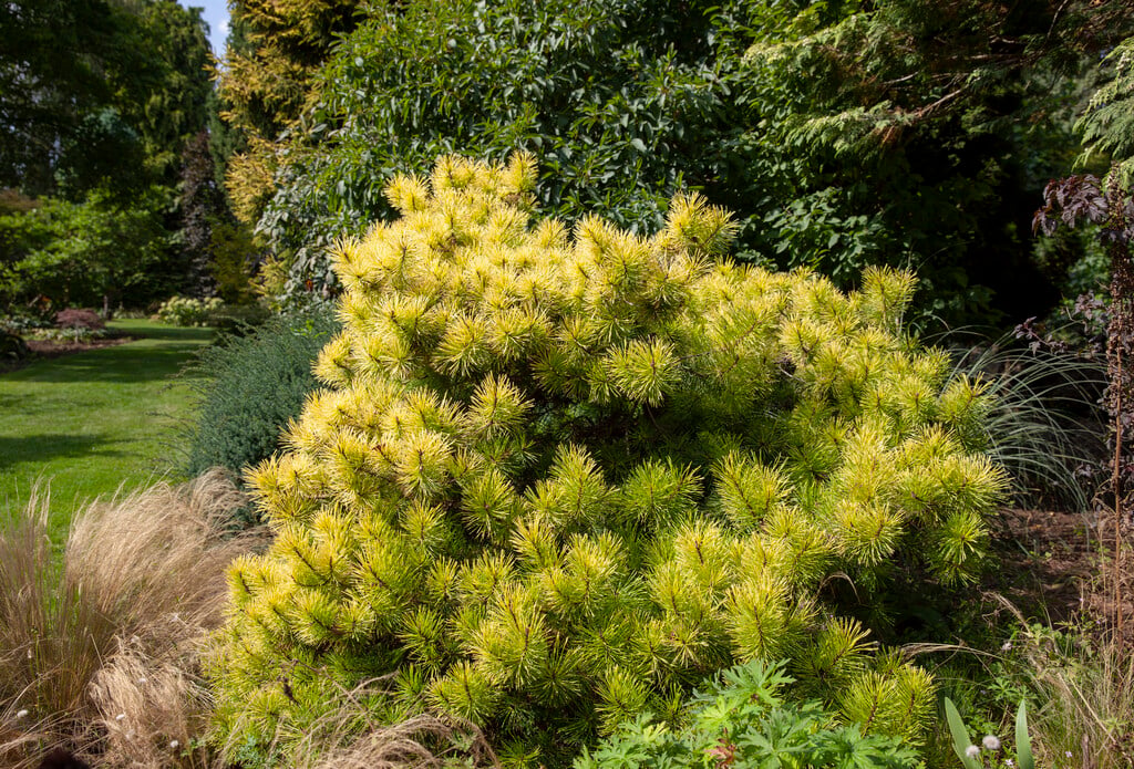 lodgepole pine 'Frisian Gold'