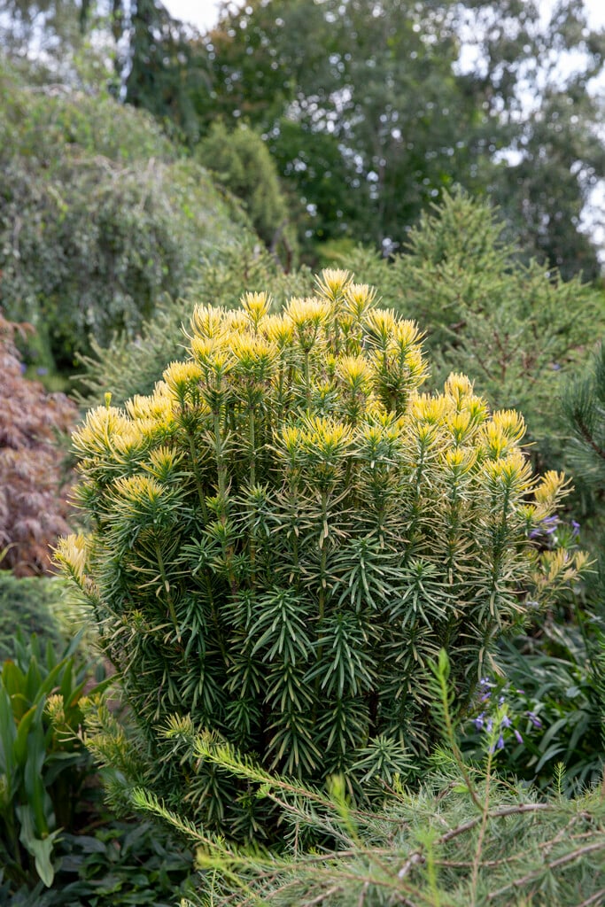 Japanese plum yew 'Korean Gold'