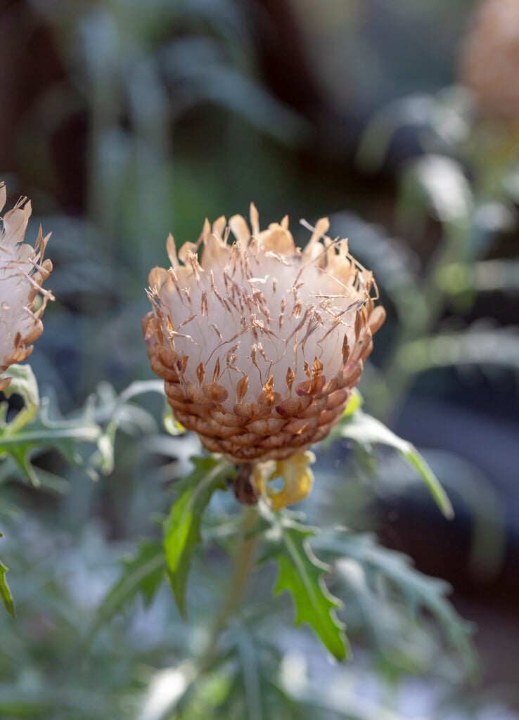 <i>Rhaponticum</i> <i>carthamoides</i>