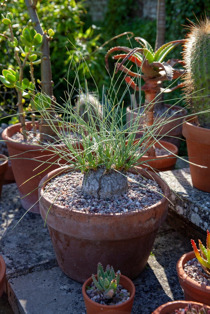 <i>Calibanus</i> <i>hookeri</i>