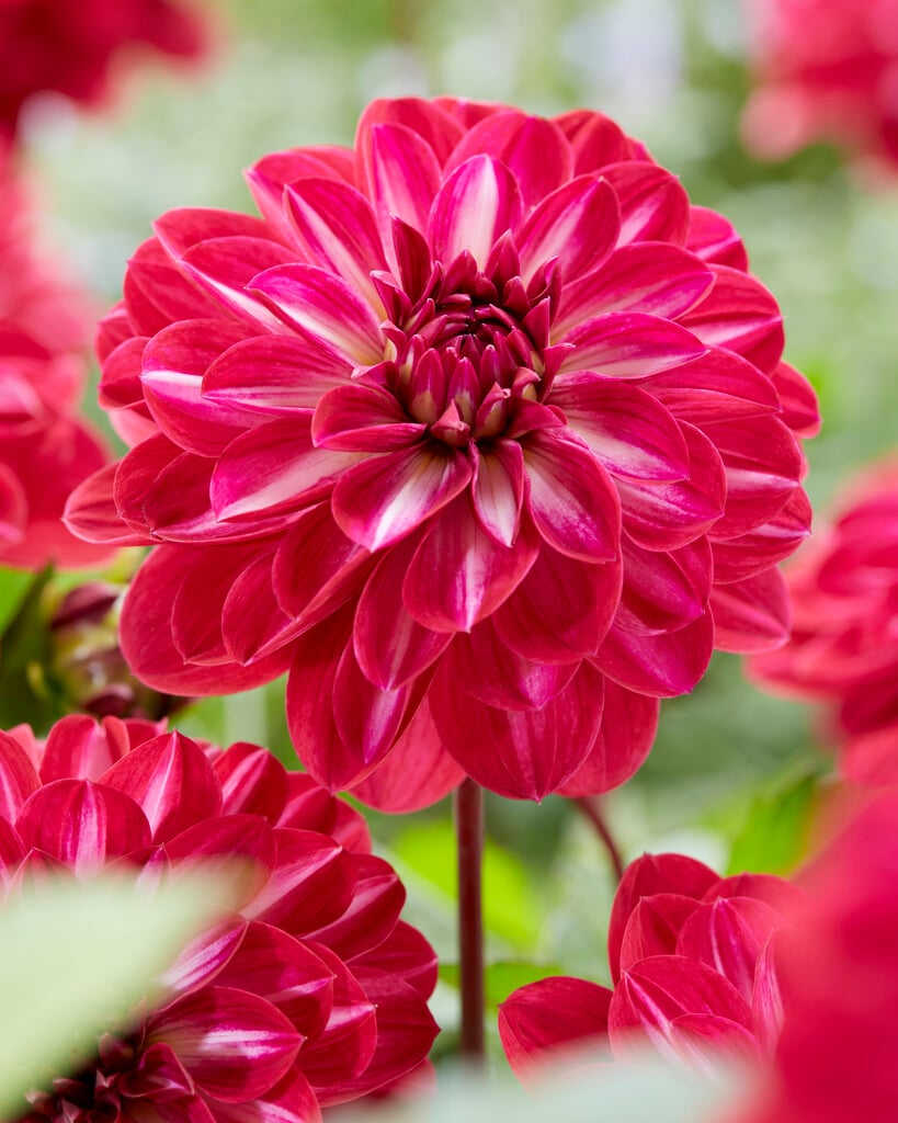 dahlia 'Smiling Don'