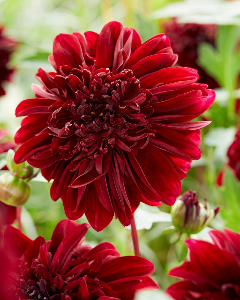 dahlia 'Soulman'