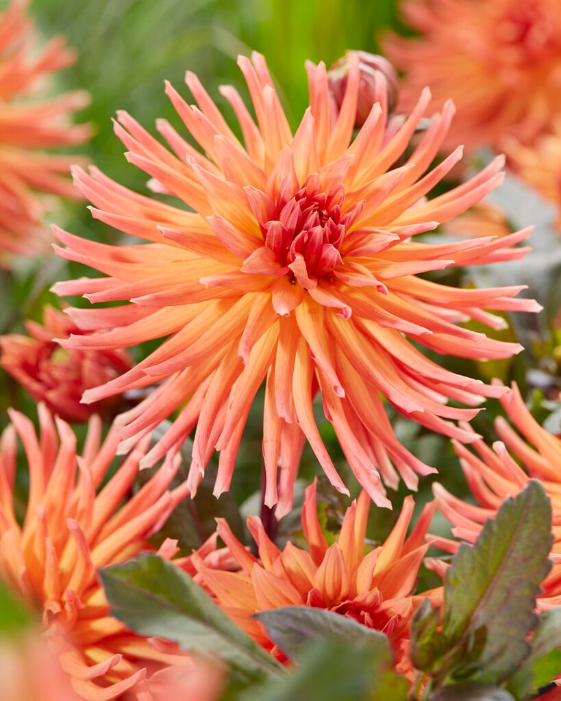 dahlia 'City of Alkmaar'