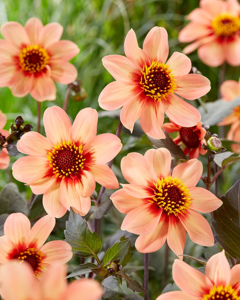 dahlia [Happy Single First Love]