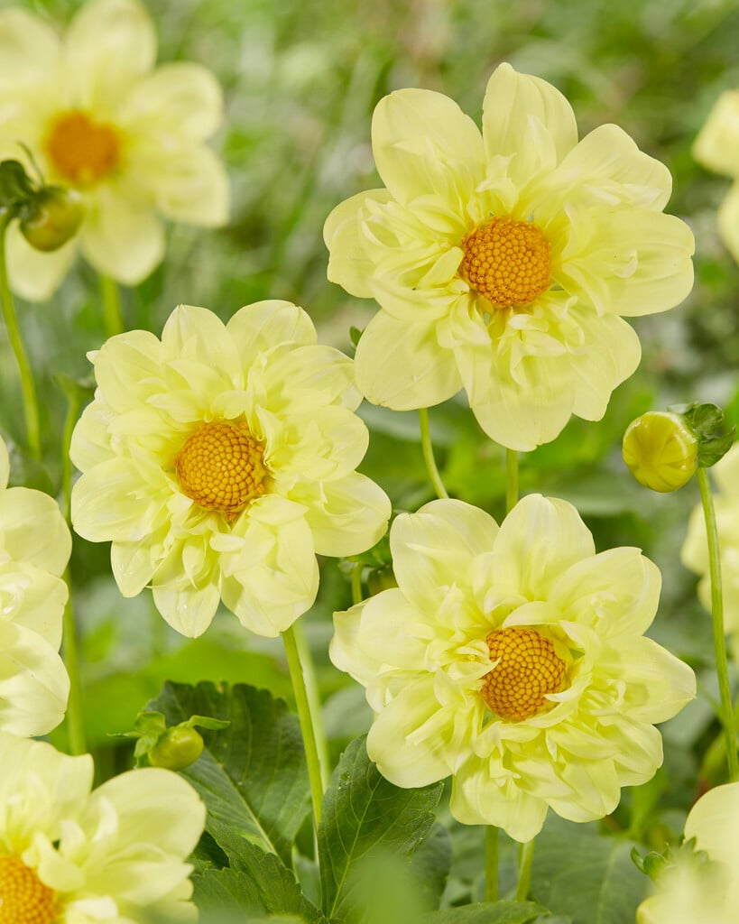 <i>Dahlia</i> 'Yellow Bird' (Col)