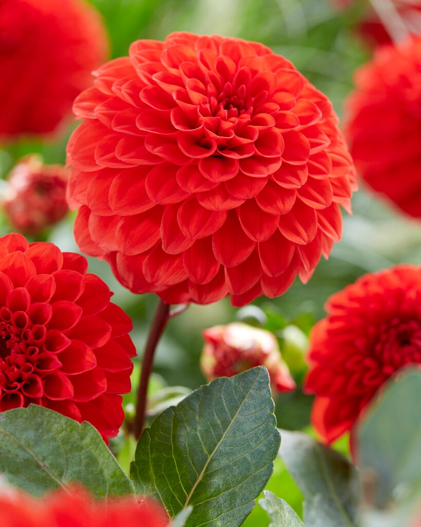 <i>Dahlia</i> 'Melody Bolero' (D)