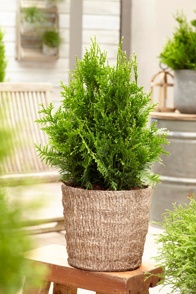 <i>Thuja</i> <i>plicata</i> 'Can-can' (v)