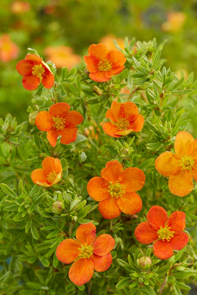 shrubby cinquefoil [Bella Sol]