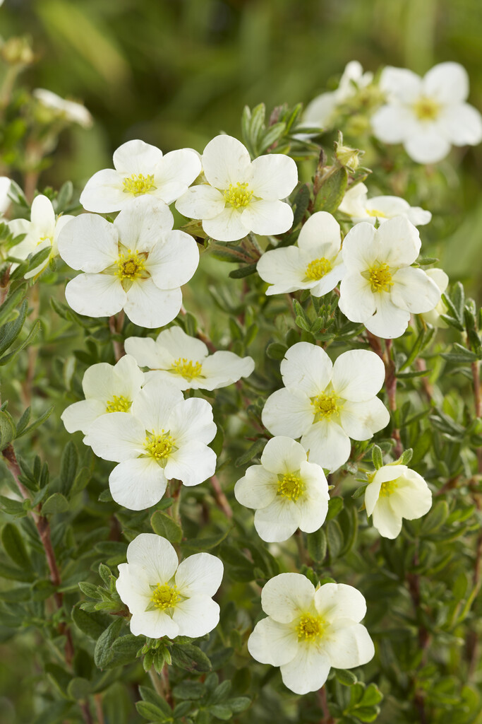 Potentilla Fruticosa McKay s White Shrubby Cinquefoil McKay s White 