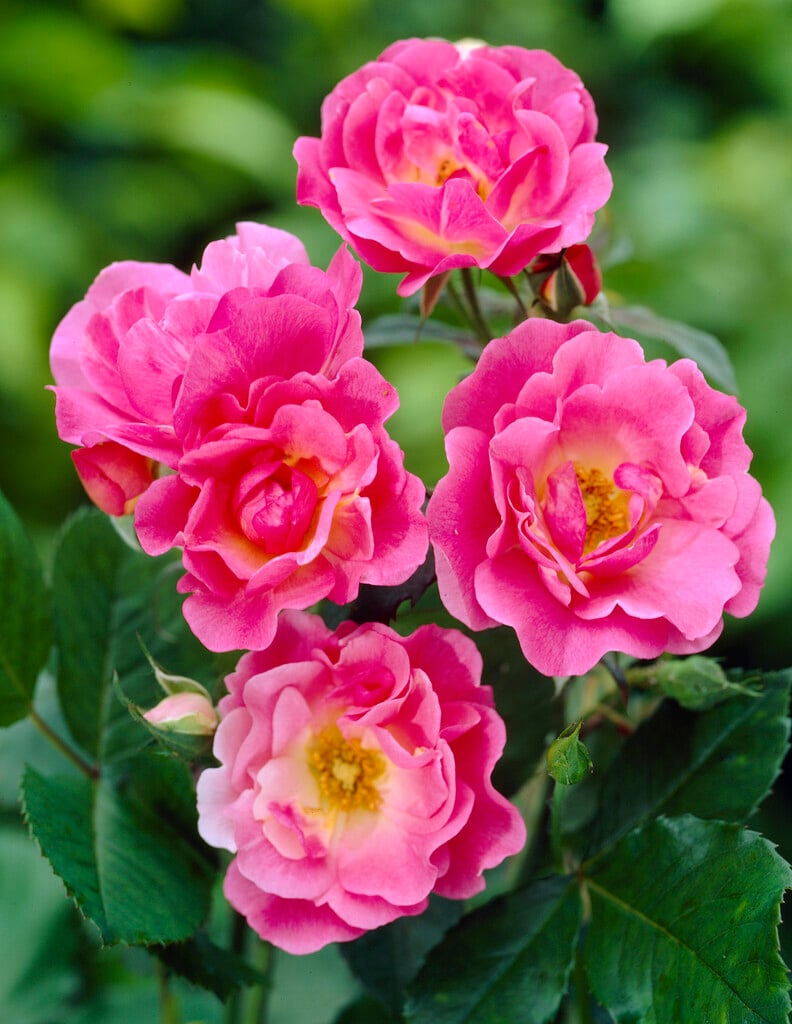rose 'Ville de Roeulx'