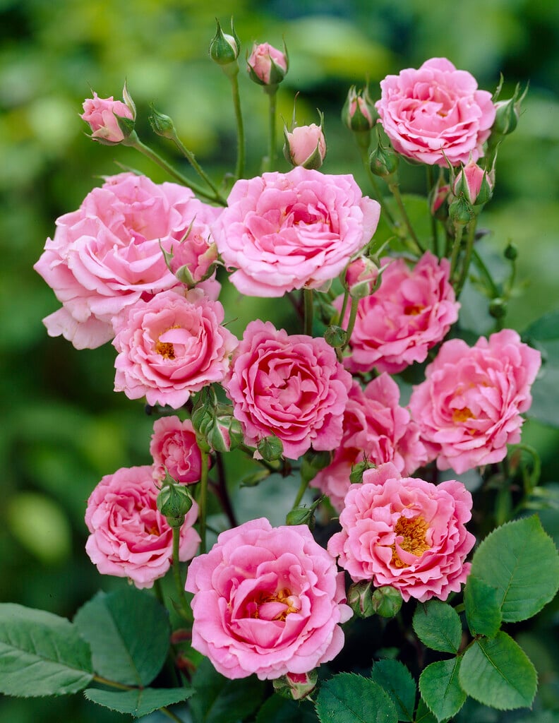 rose 'Tom Tom'