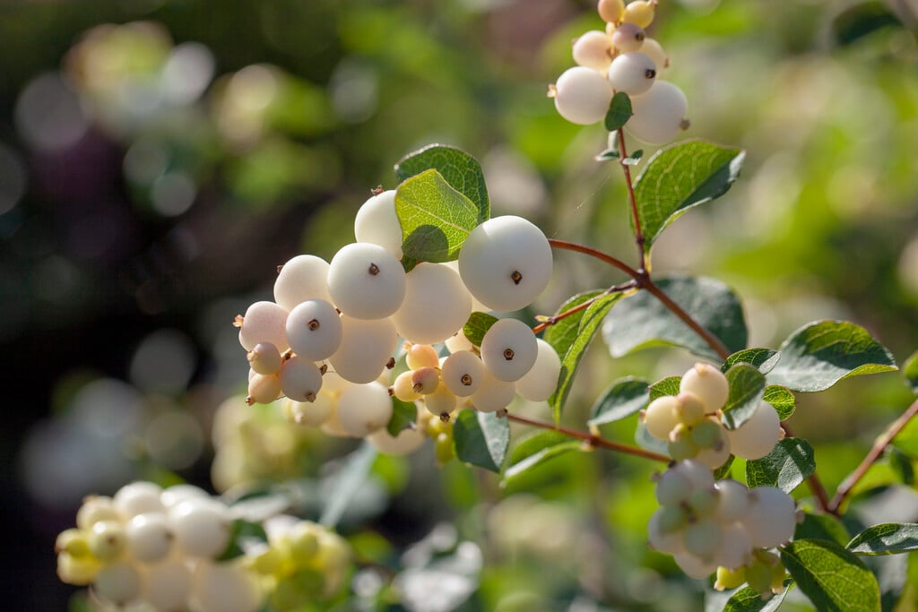 snowberry [Magical Galaxy]