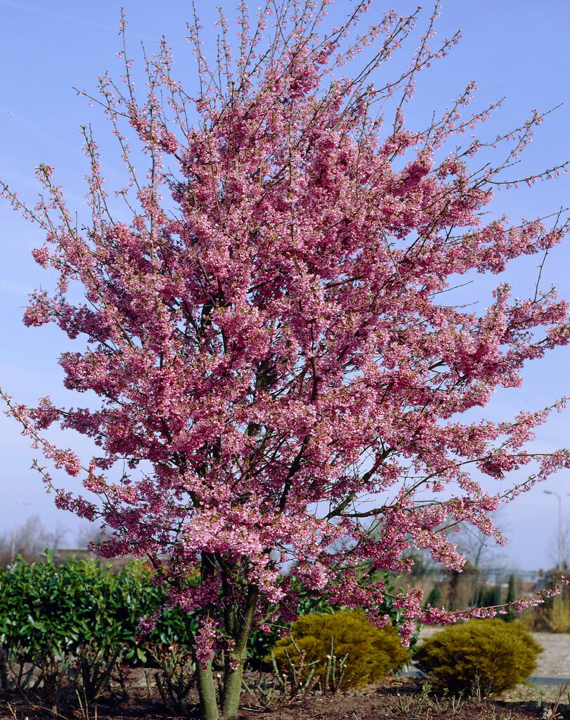 flowering cherry 'Okamé'