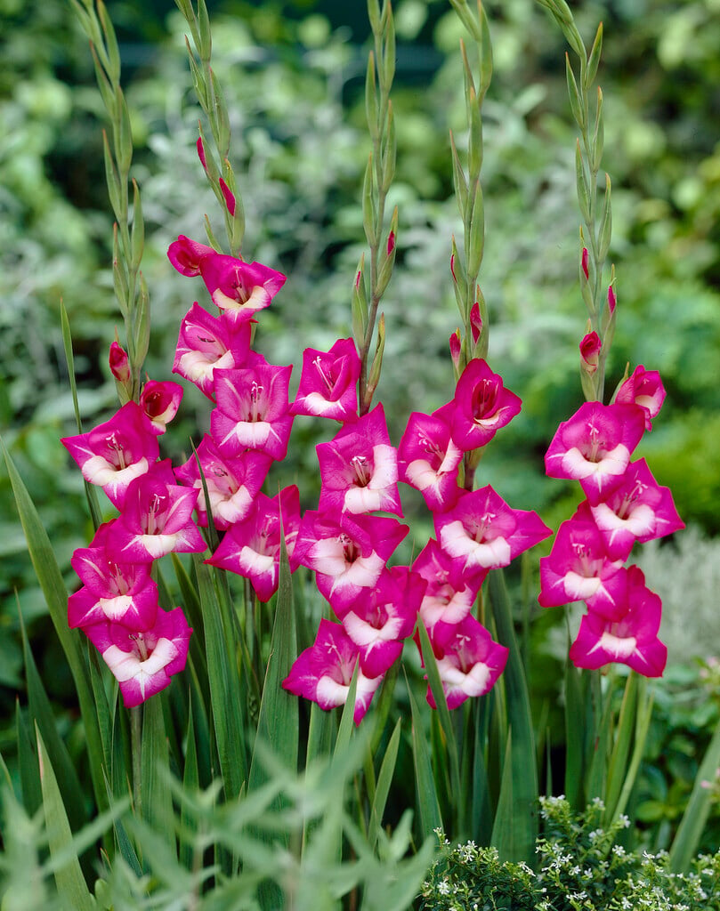 <em>Gladiolus</em> 'Perseus' (P/Min)