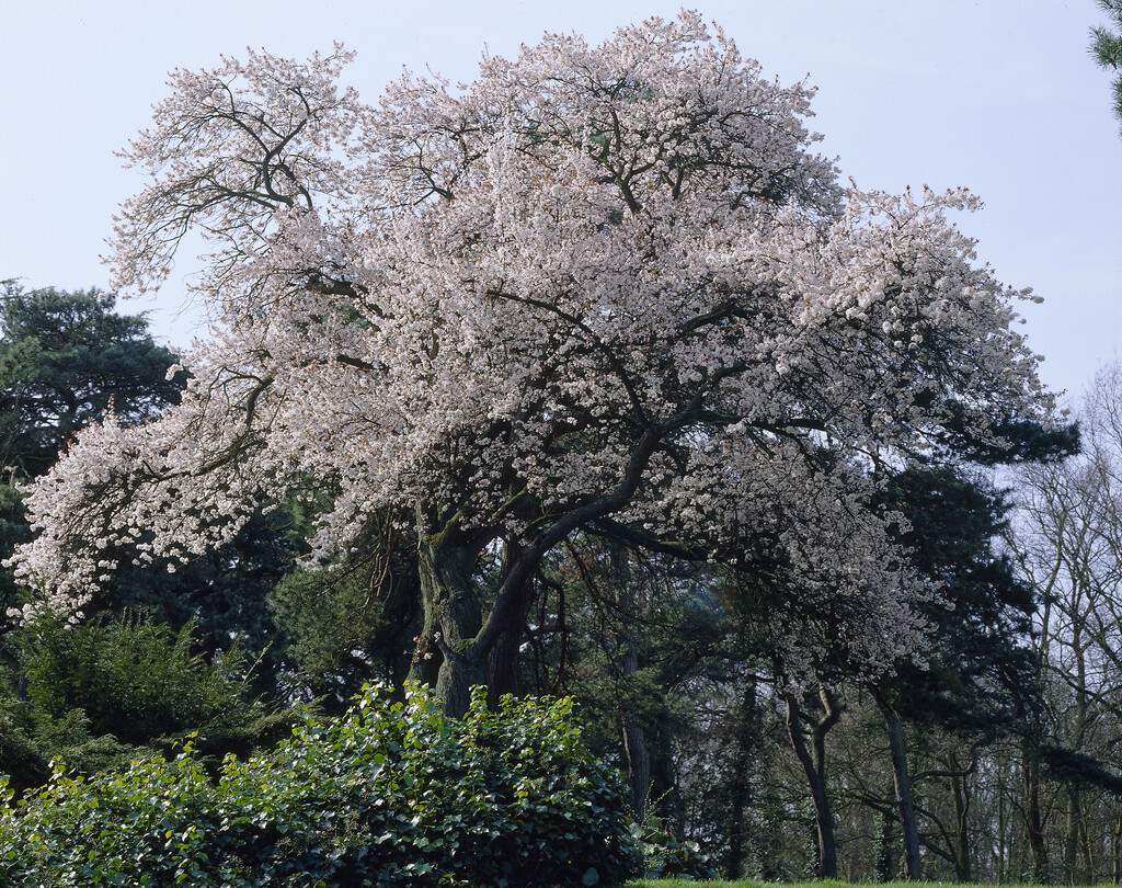 blackthorn 'Rosea'