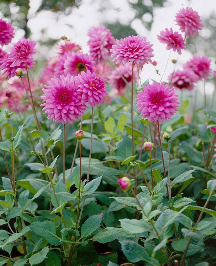 dahlia 'Rosella'