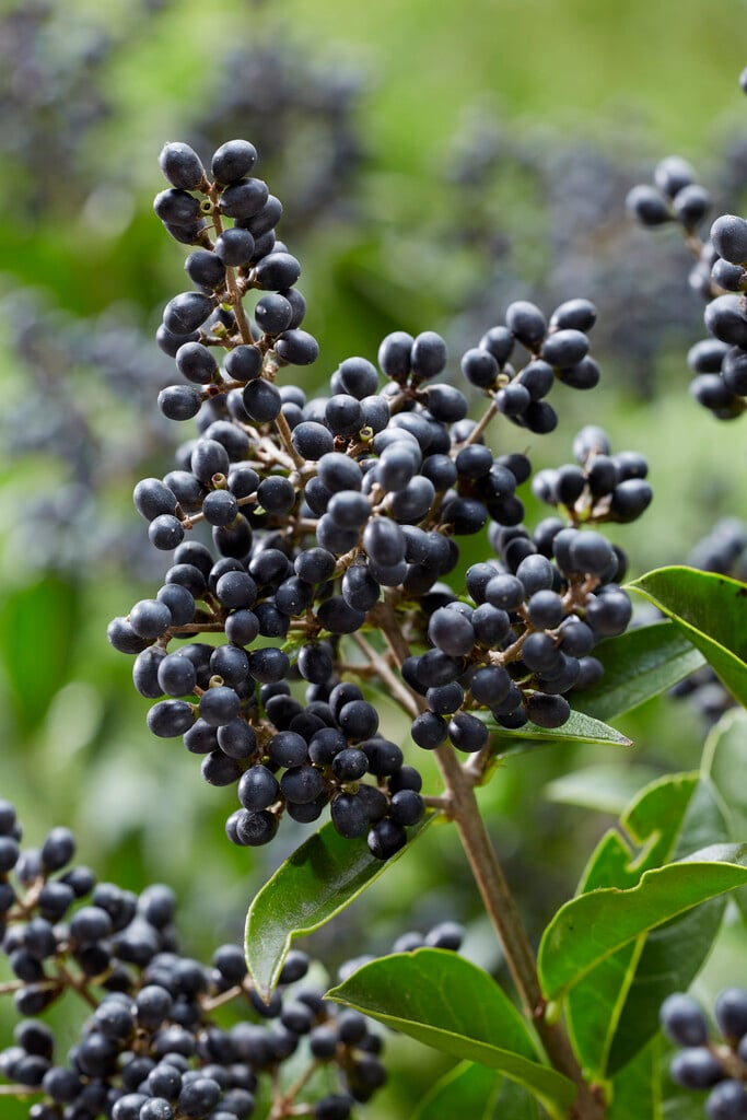 <i>Ligustrum</i> <i>ovalifolium</i> 'Libelle'