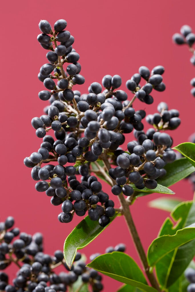 <i>Ligustrum</i> <i>ovalifolium</i> 'Libelle'