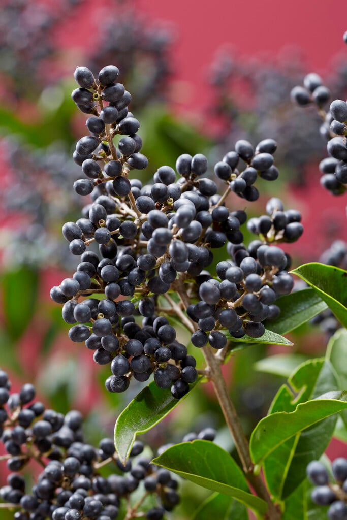 <i>Ligustrum</i> <i>ovalifolium</i> 'Libelle'