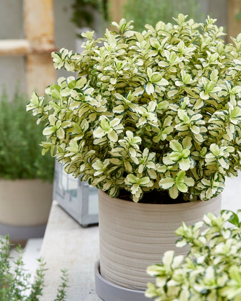 hebe 'Leopard Spot'