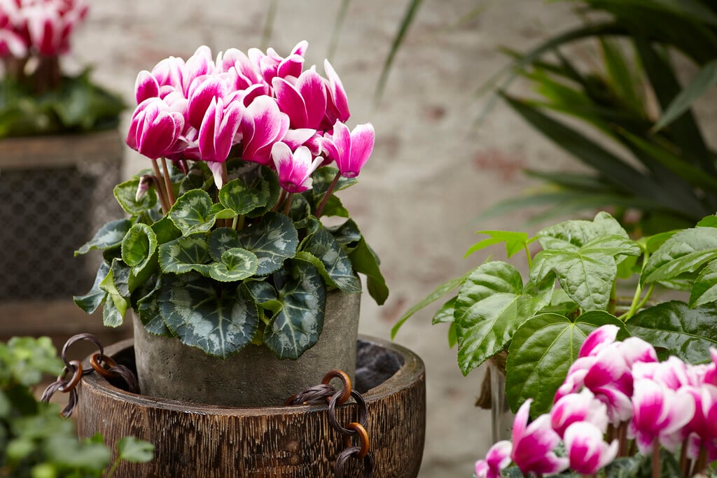 <em>Cyclamen</em> 'Tianis Fantasia Deep Magenta' (Tianis Series)