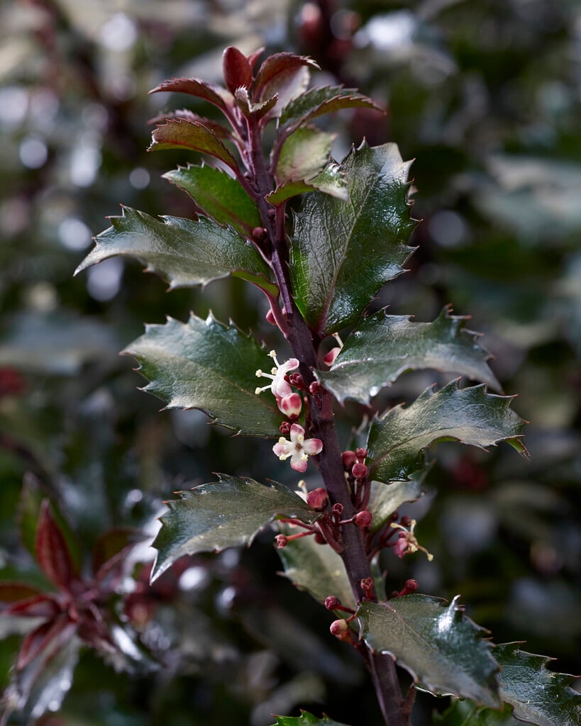 blue holly 'Annys Dwarf'