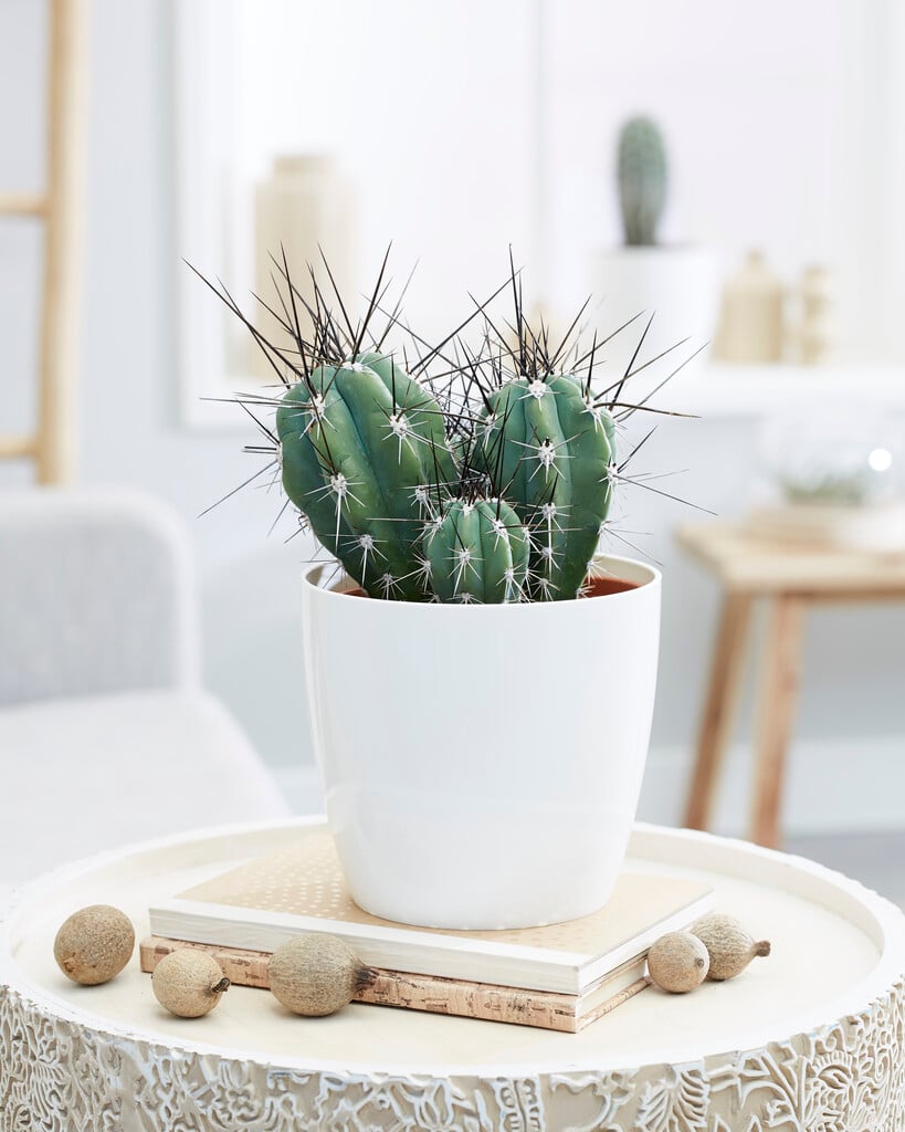 toothpick cactus