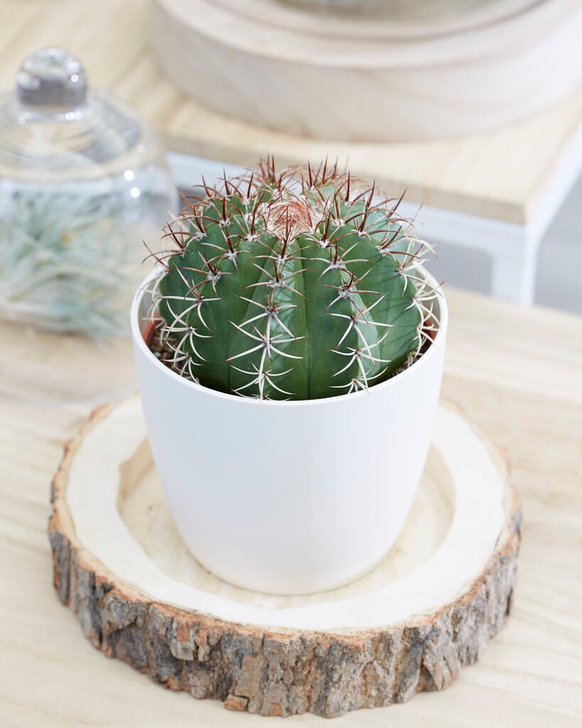 dwarf Turk's cap cactus