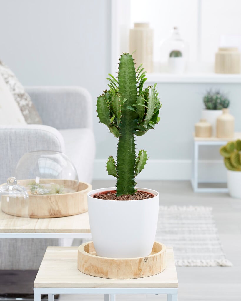 <i>Euphorbia</i> <i>triangularis</i>