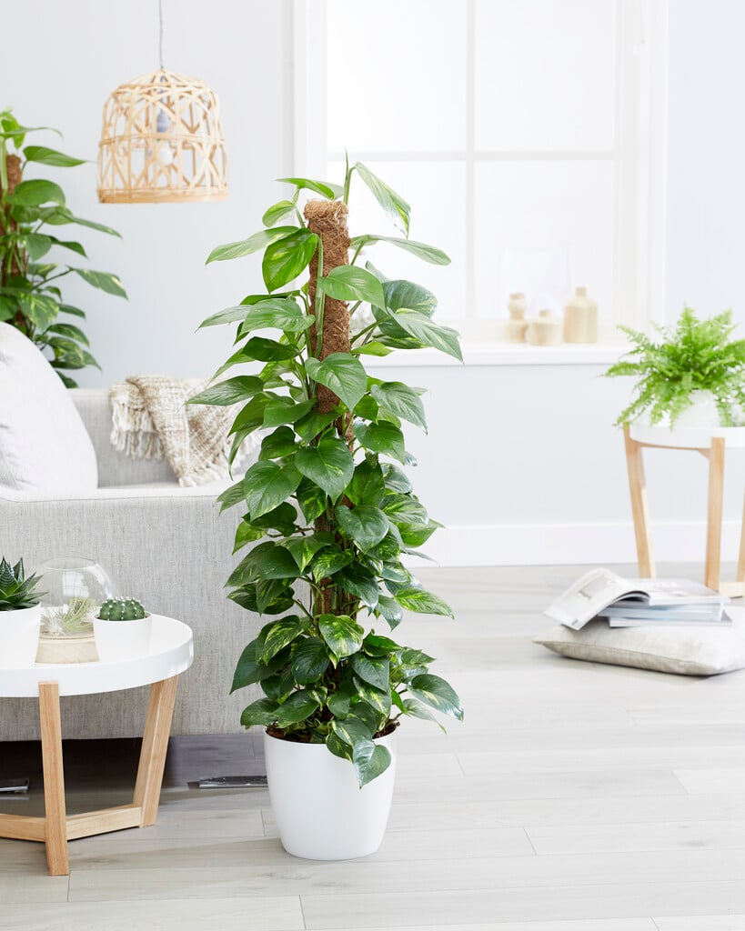 golden pothos