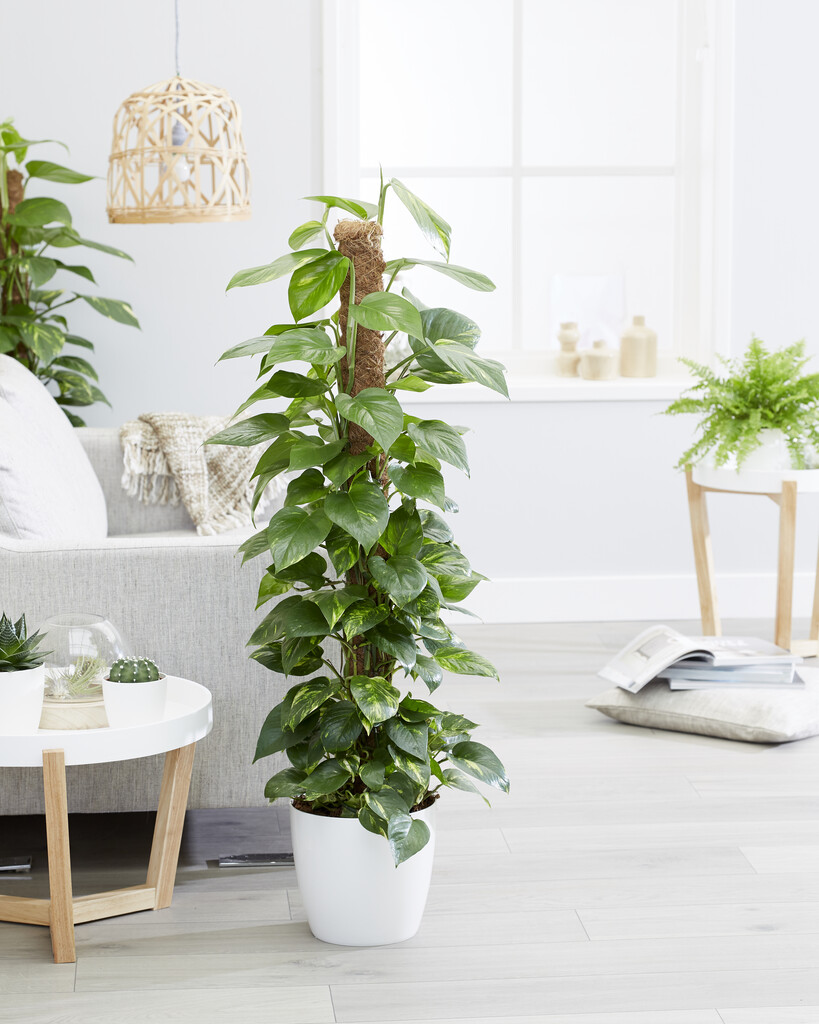 golden pothos