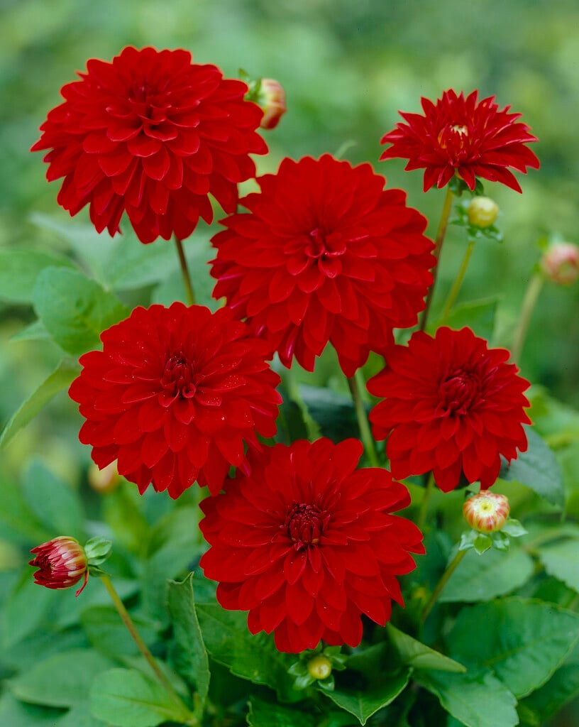 dahlia 'Melody Mambo'