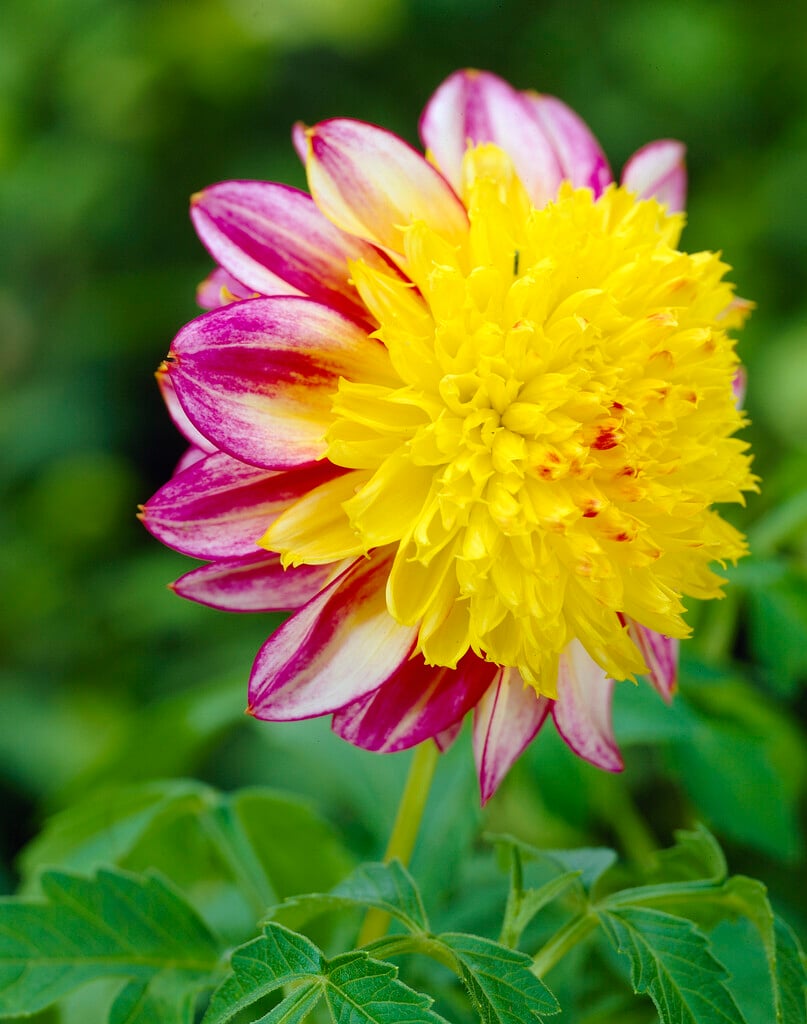 dahlia 'Boogie Woogie'