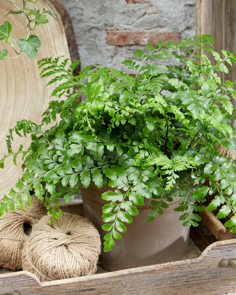 <i>Asplenium</i> 'Parvati'