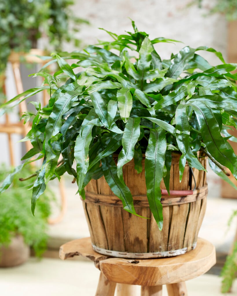 kangaroo fern