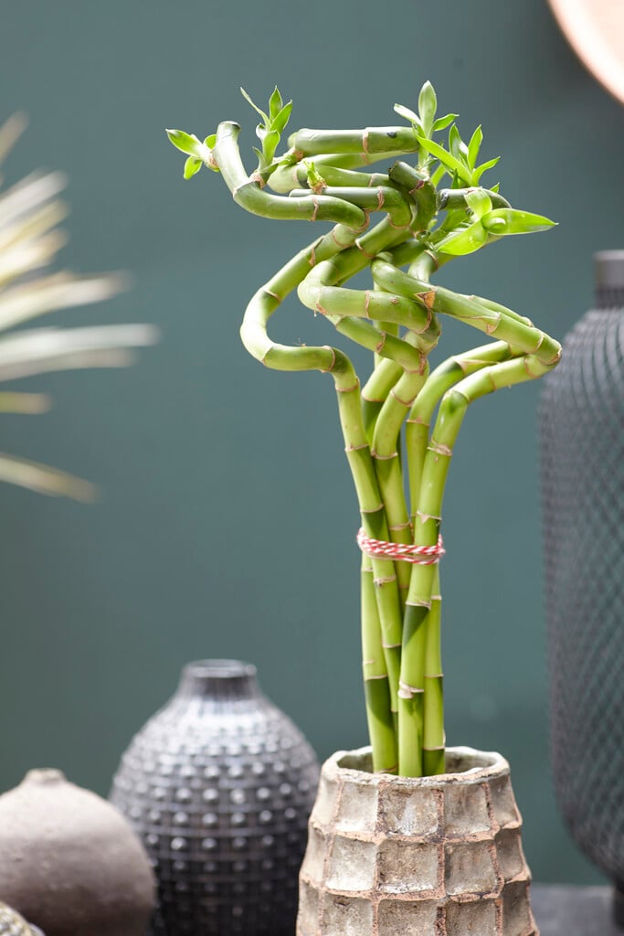 Belgian evergreen