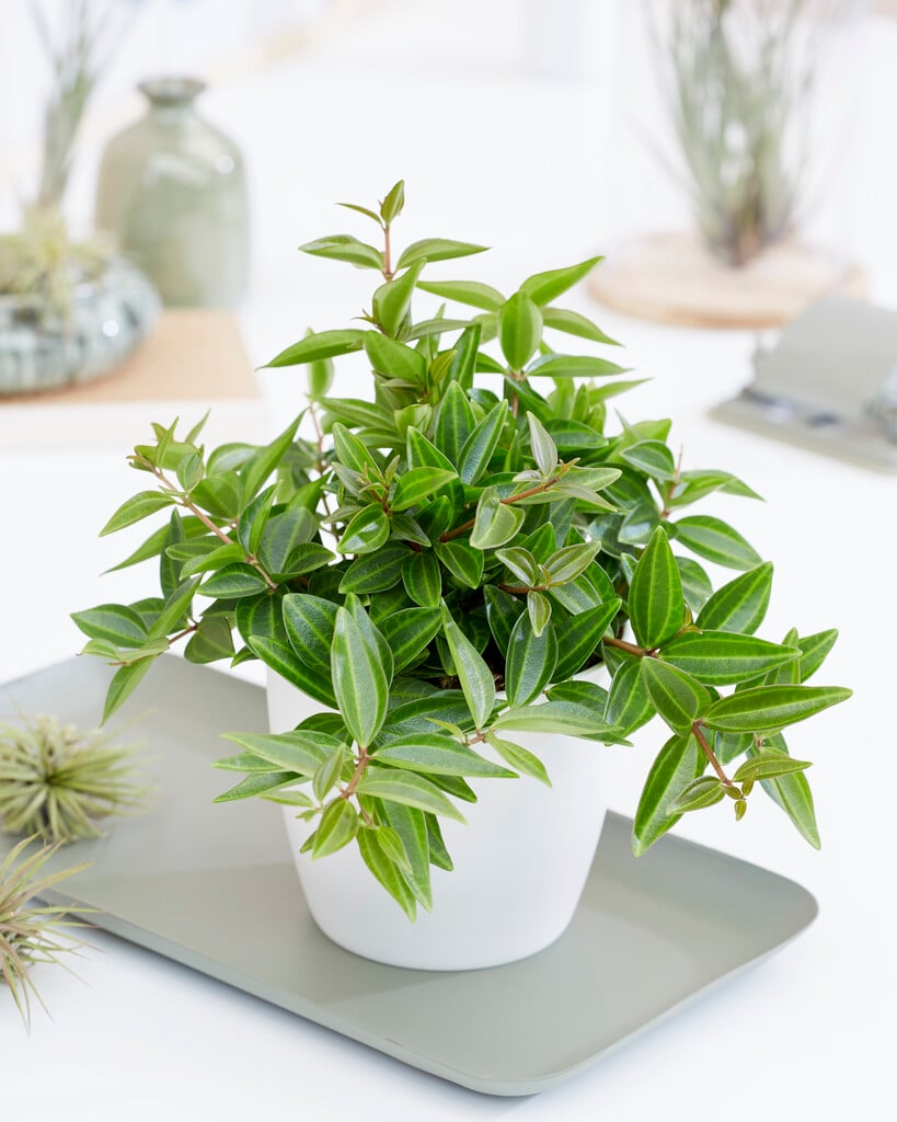 <i>Peperomia</i> 'Rocca Verde'