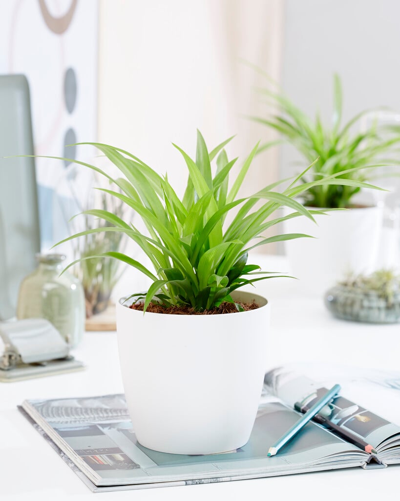 spider plant 'Lemon'