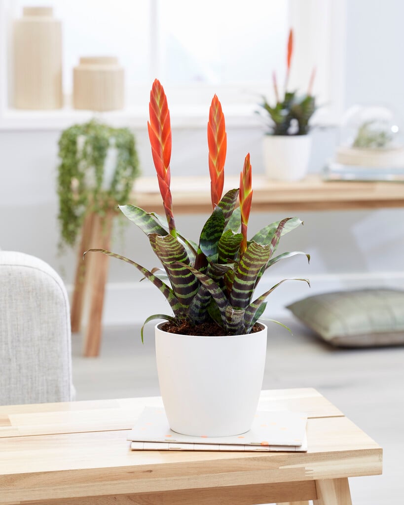 vase plant 'Era'
