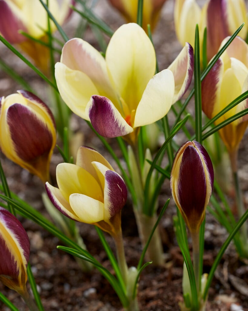 crocus 'Herald'