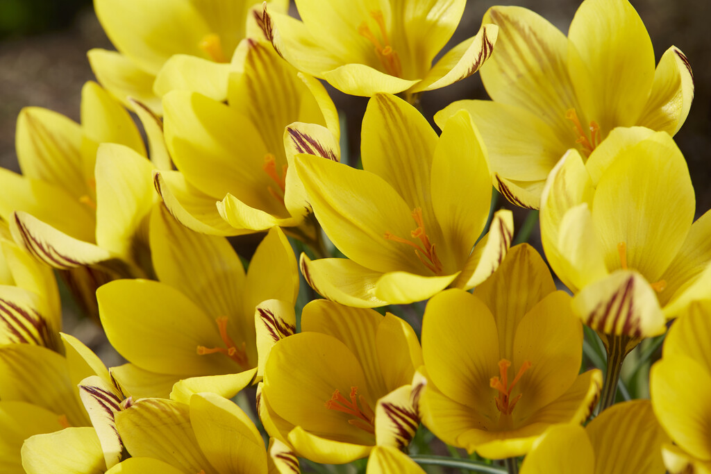 <em>Crocus</em> × <em>leonidii</em> 'Early Gold'