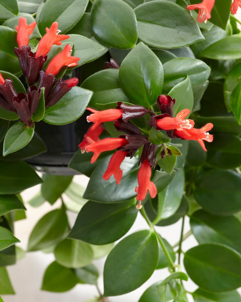 <i>Aeschynanthus</i> 'Mona Lisa'