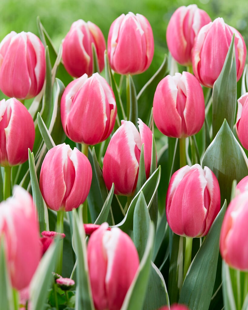 tulip 'Mark Design'