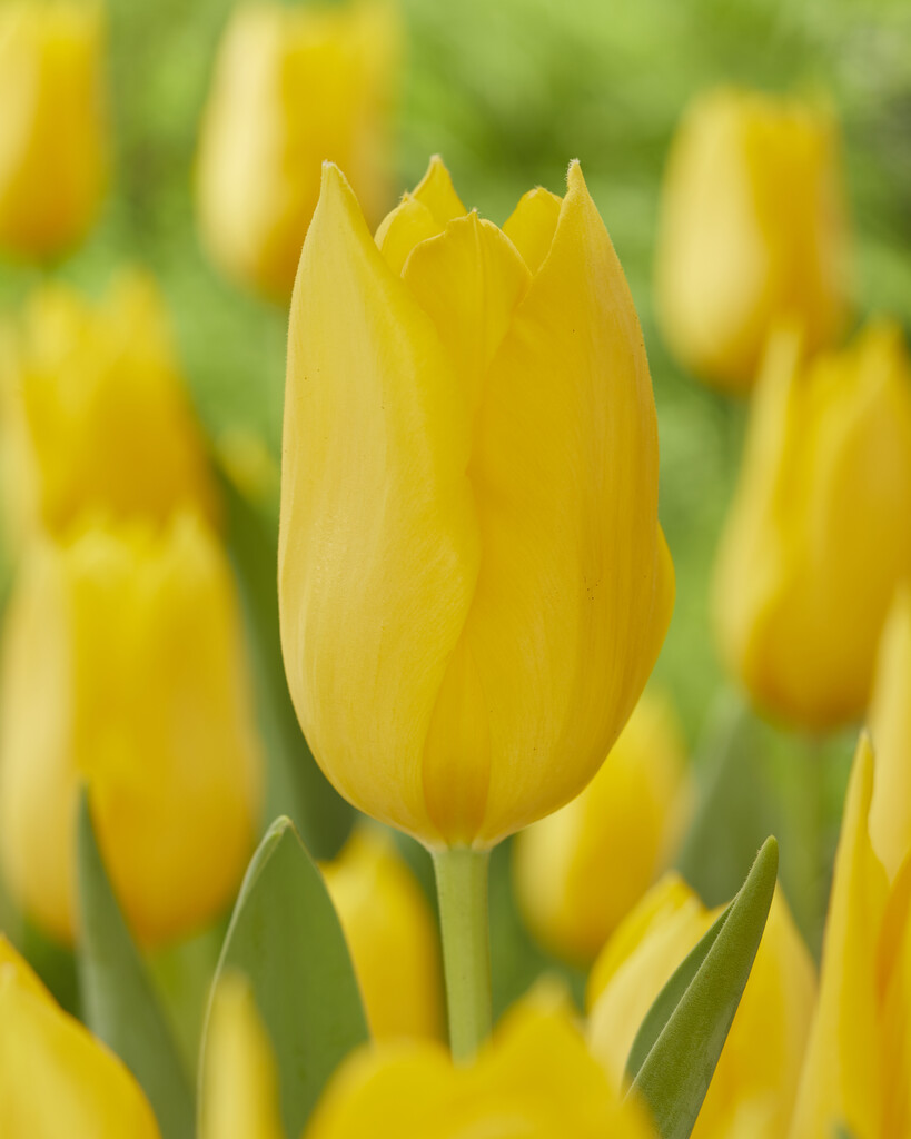 tulip 'Muscadet'