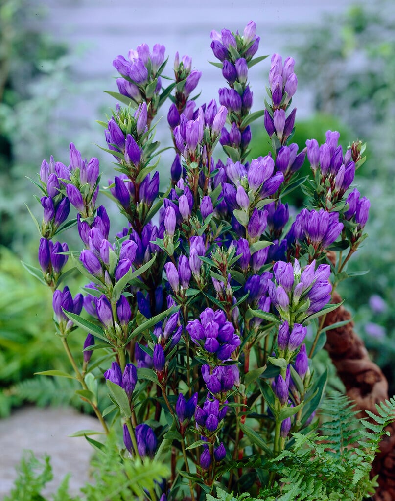 <i>Gentiana</i> <i>makinoi</i> 'Royal Blue'