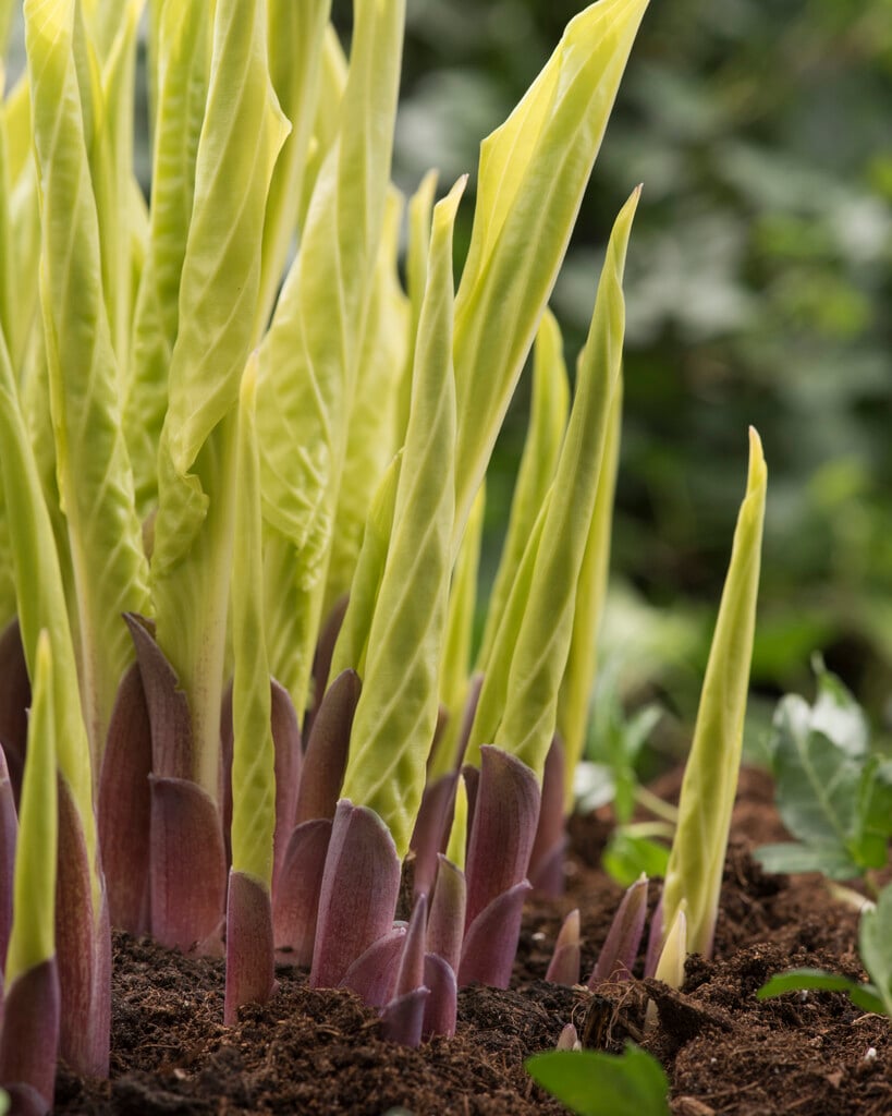 Hosta &Lipstick Blonde& Herbaceous Perennial/RHS Gardening