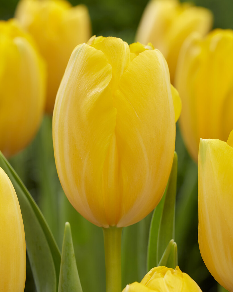 tulip 'Golden Prins Claus'