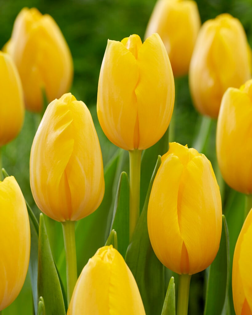 tulip 'Golden Prins Claus'