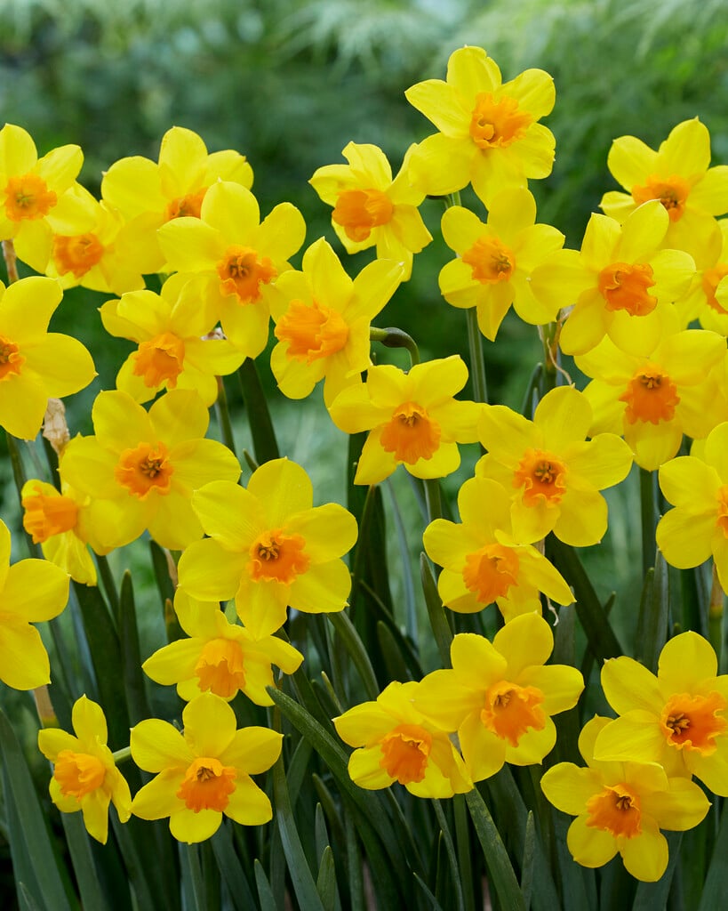 daffodil 'Anfield'
